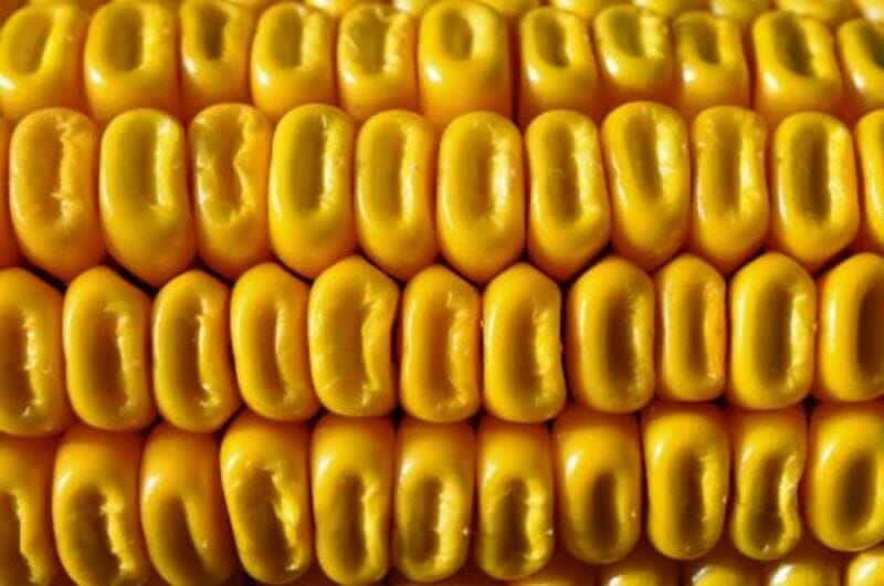 Corn up close - by PixelAnarchy via All-free-download_com__480x318