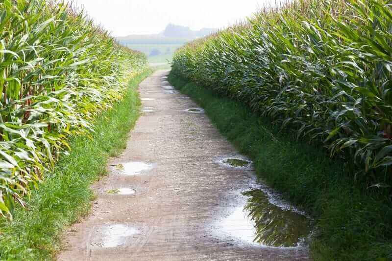 Cultivated corn - by styx via Pixabay